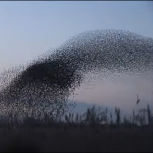 Still from the video Dylan Winter and the Starling Murmurations
