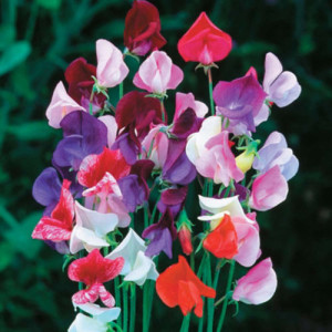 Sweet Pea Flower