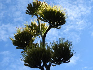 Photo of my century plant