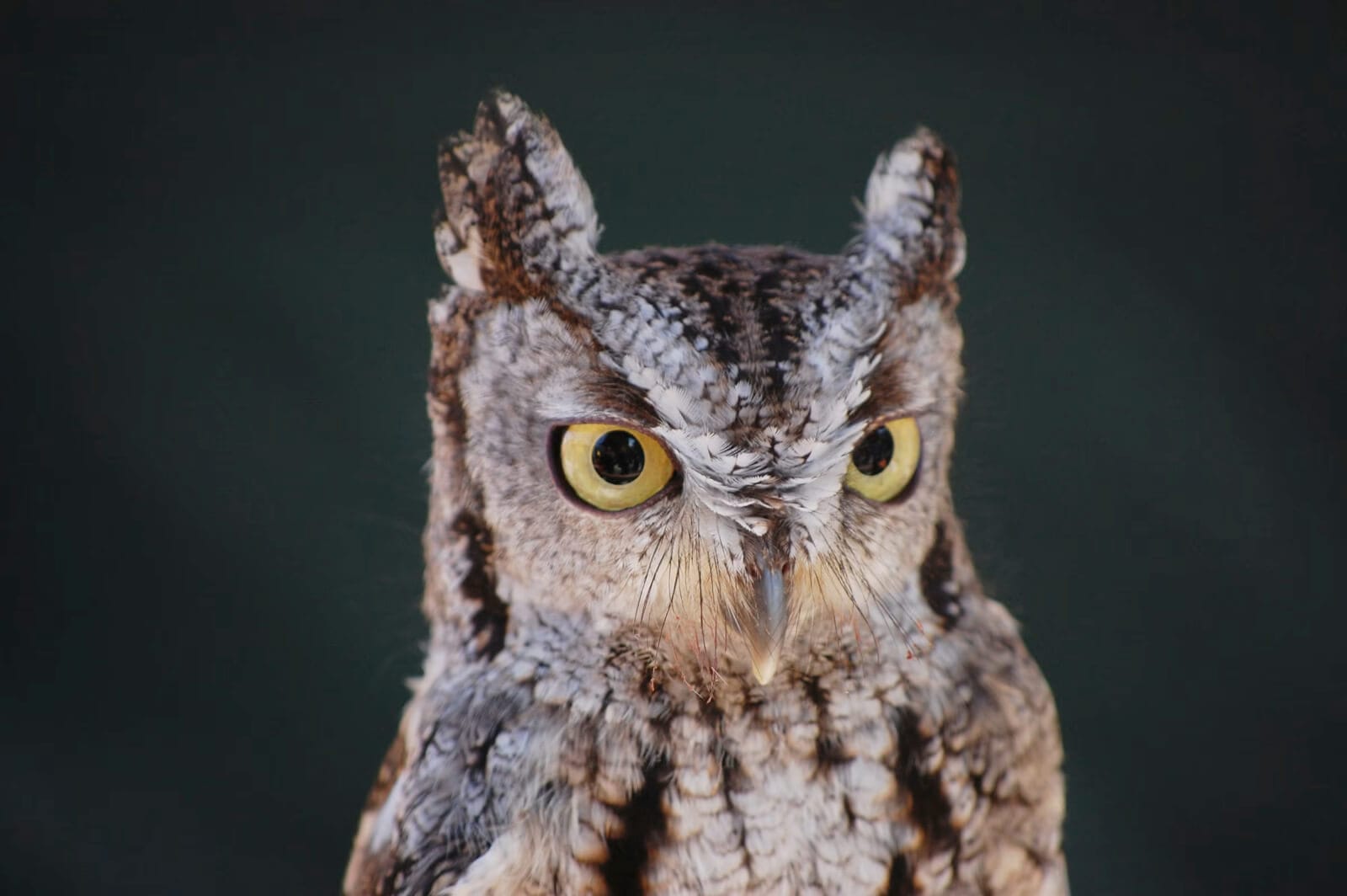 Adult Western Screech Owl