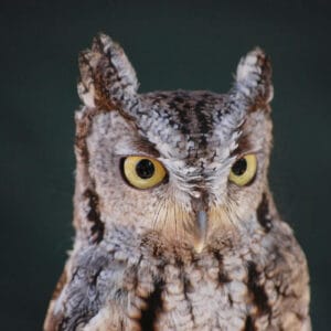 Adult Western Screech Owl