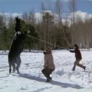 Still image of the horse-breaking scene in Wild Rovers.