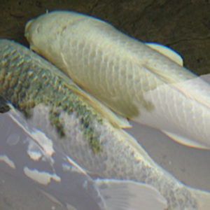 Fish in Winter