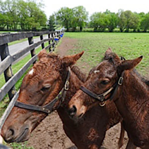 Two horses in Kentucky